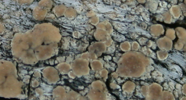 Lecanora varia from Taiwan (ABL)