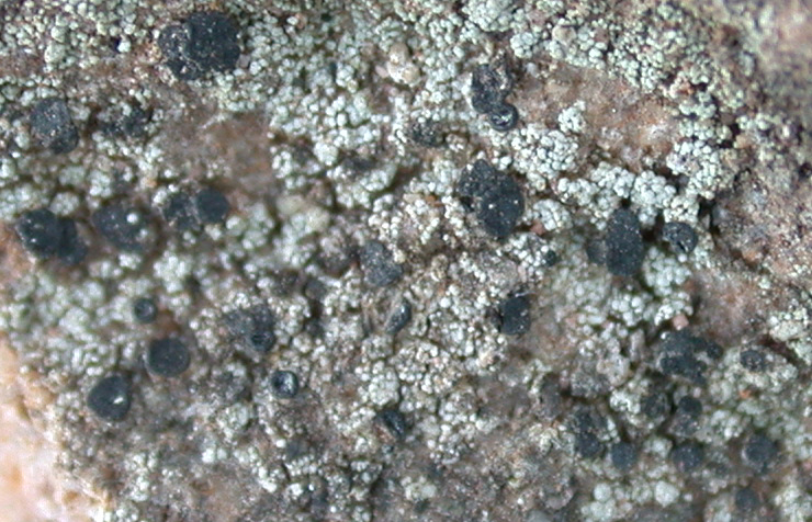 Lecidella inamoena from China, Yunnan (ABL)