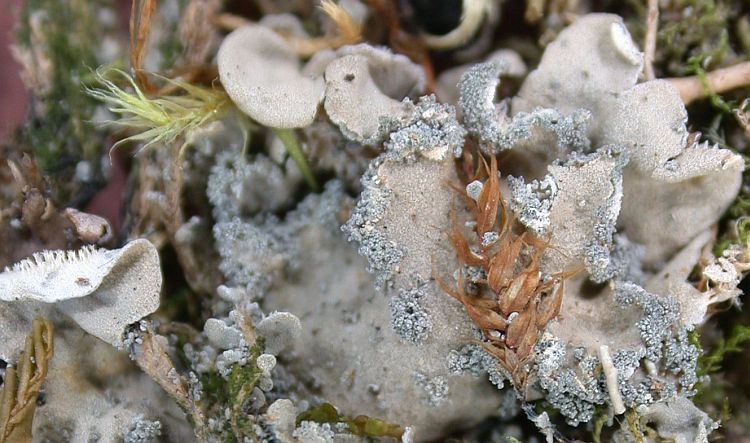 Leioderma sorediatum from Taiwan (ABL)