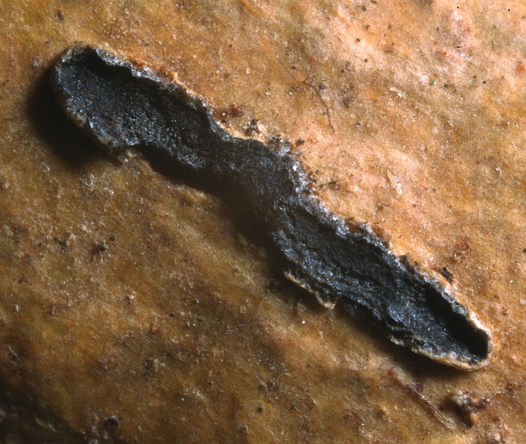 Leiorreuma convariata from Sarawak Graphis convariata Kremp. holotype (M)
