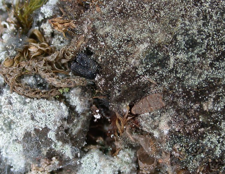 Lepraria nigrocincta from China, Yunnan (ABL)