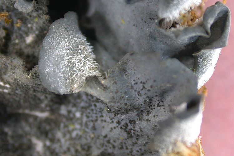 Leptogium asiaticum from China, Yunnan (ABL)