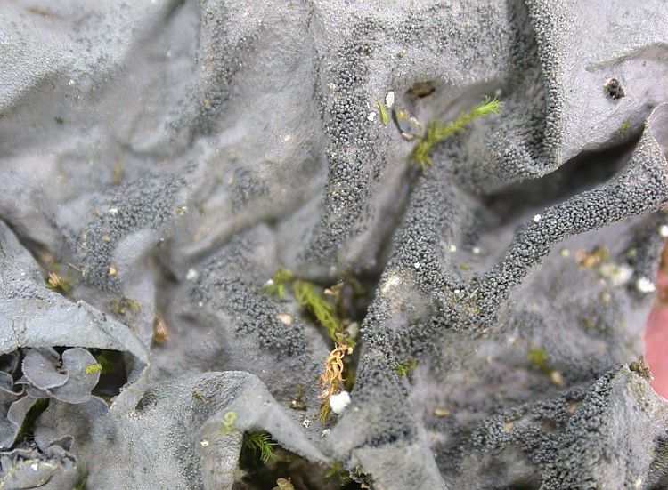 Leptogium austroamericanum from Taiwan (ABL)