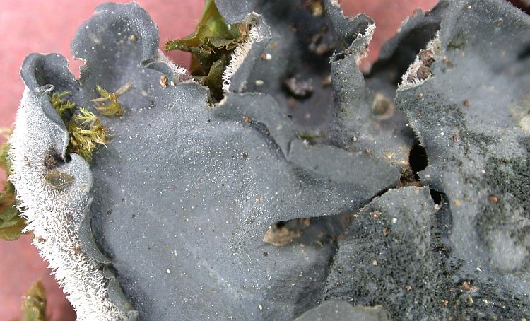 Leptogium burnetii from Taiwan (ABL)