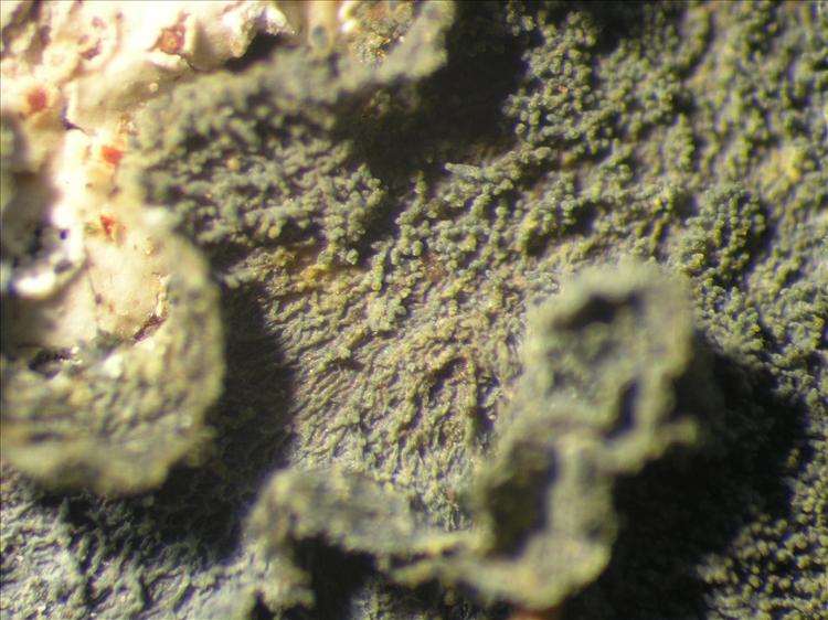Leptogium chloromelum from Netherlands Antilles, Saba Habitus. leg. B. Buck 50613. Image width = 4 mm.