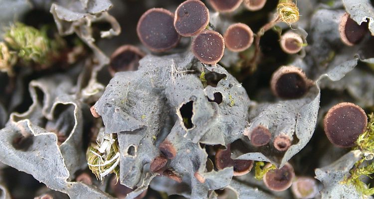 Leptogium cochleatum from China, Yunnan (ABL)