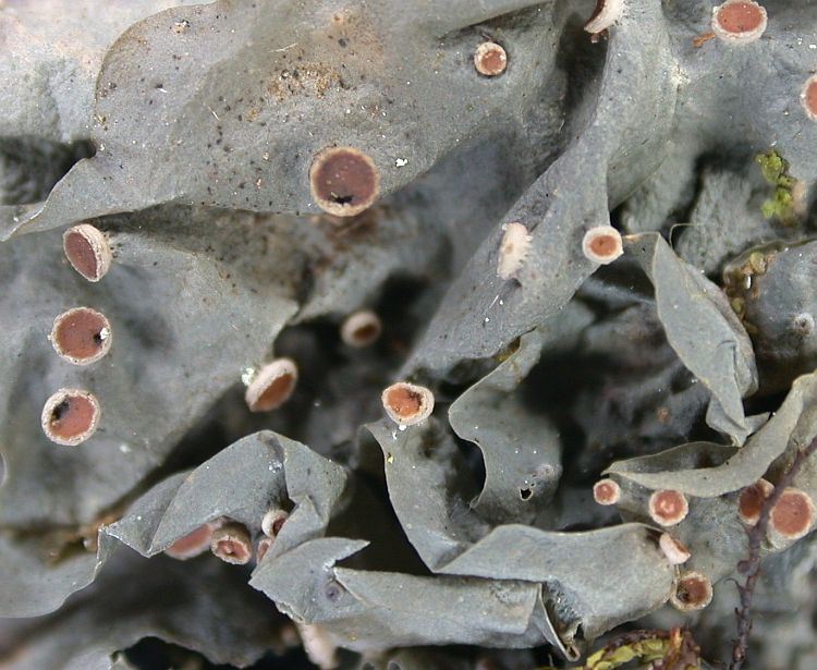 Leptogium cochleatum from Ecuador, Galápagos 