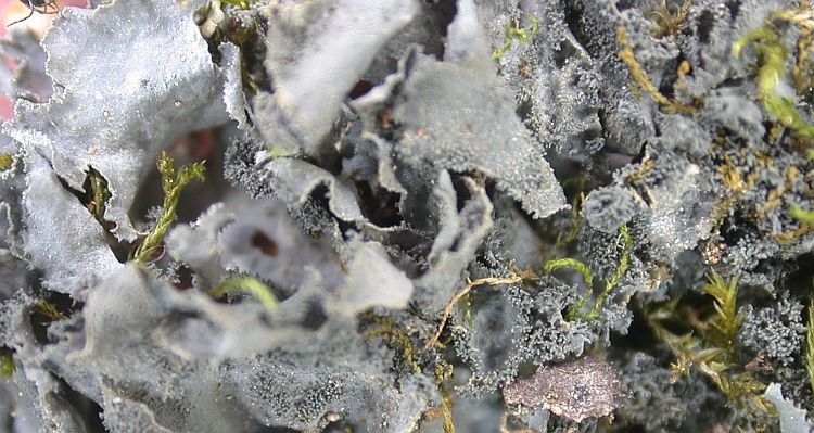 Leptogium cyanescens from Taiwan (ABL)