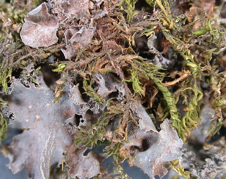 Leptogium cyanescens from Ecuador, Galápagos 