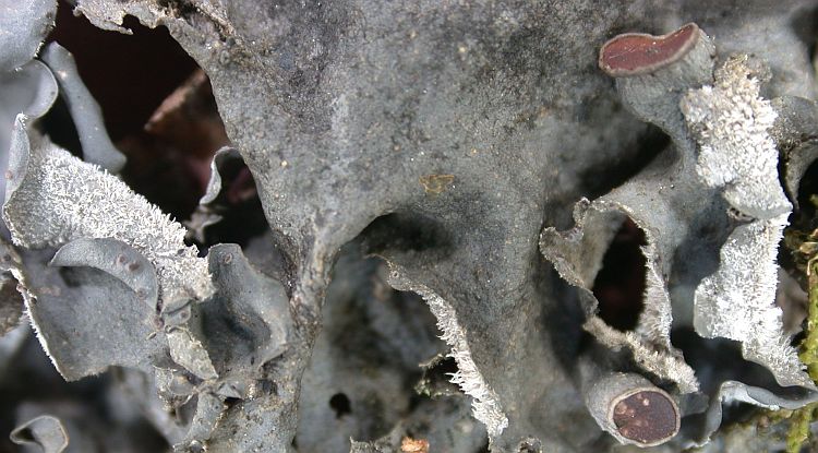 Leptogium delavayi from China, Yunnan (ABL)