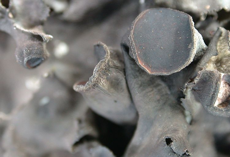 Leptogium hildenbrandii from China, Yunnan (ABL)