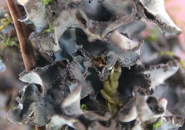 Leptogium laceroides from Taiwan (ABL)