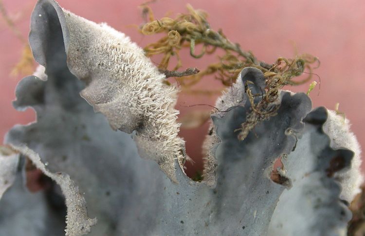 Leptogium menziesii from Taiwan (ABL)