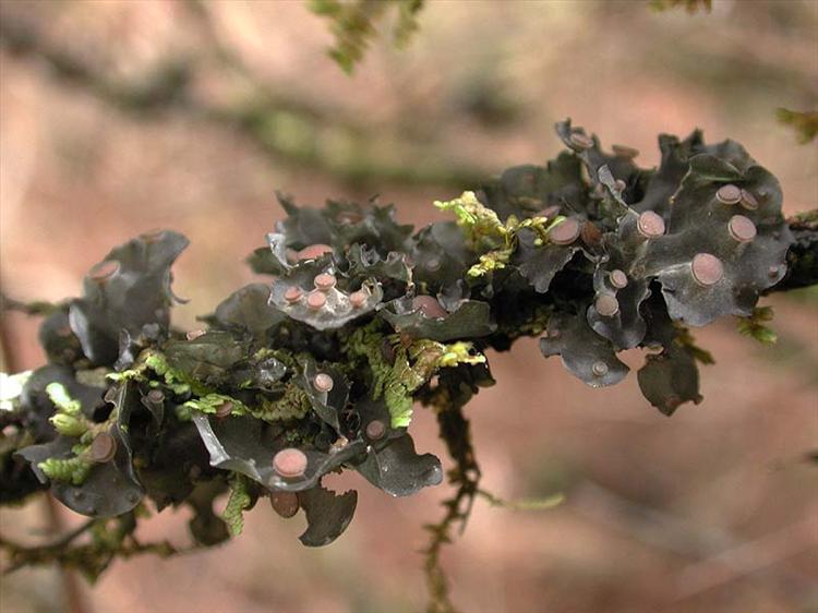 Leptogium resupinans from Canary Islands, La Palma Specimen O-L101901