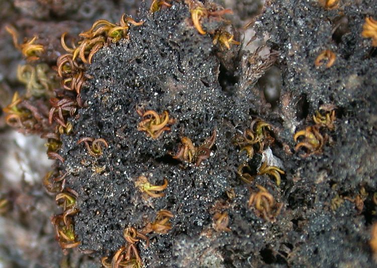 Leptogium schraderi from China, Yunnan (ABL)