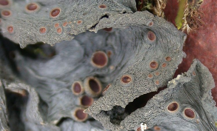 Leptogium sessile from Taiwan (ABL)