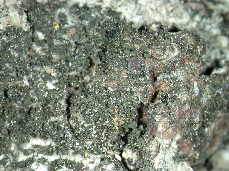 Leptogium teretiusculum from NE Pakistan leg. S.Iqbal 28; herb. LAH