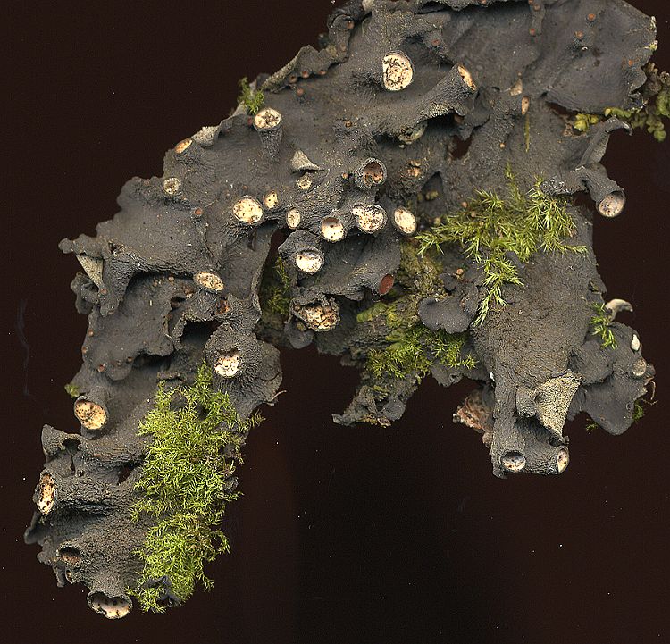 Leptogium trichophoroides from Taiwan leg. Sparrius 5918