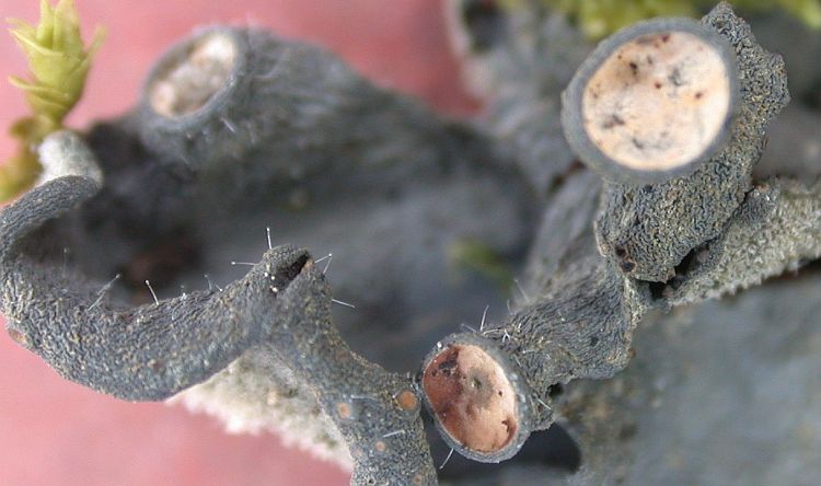 Leptogium trichophoroides from Taiwan (ABL)