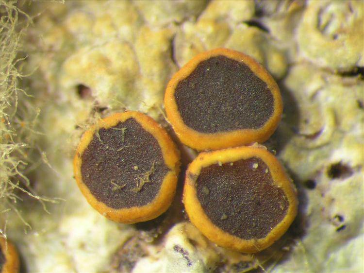 Letrouitia domingensis from Netherlands Antilles, Saba Habitus. leg. B. Buck 50831. Image width = 4 mm.