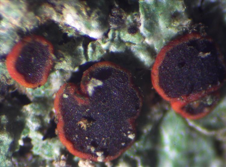 Letrouitia subvulpina from Philippines 