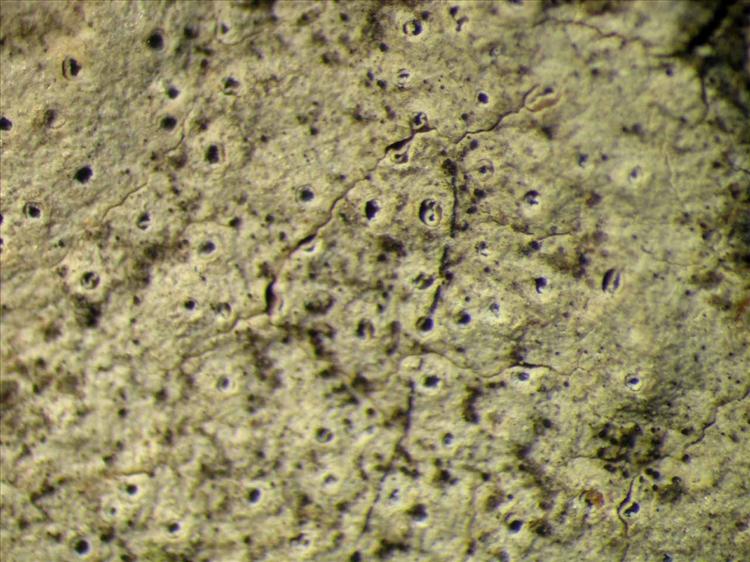 Leucodecton occultum from Singapore Habitus. leg. Sipman 45754. Image width = 4 mm.