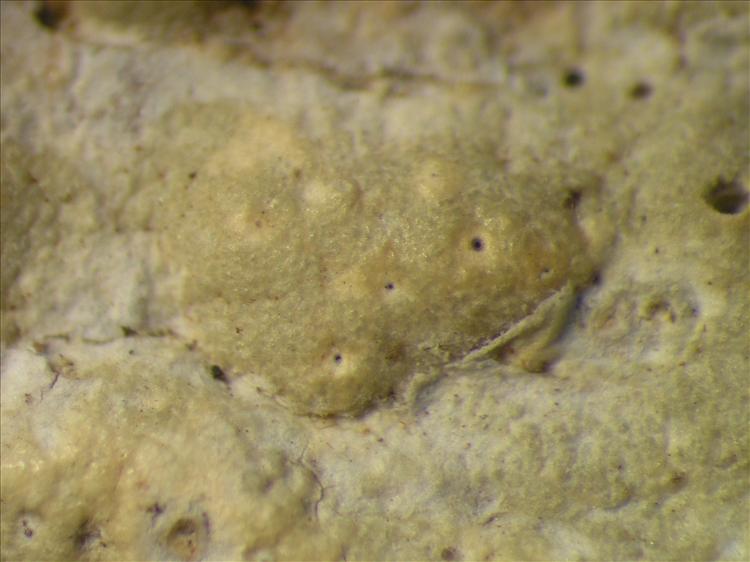 Leucodecton reclusum from Netherlands Antilles, Sint  Eustatius Habitus. leg. Sipman  14919. Image width = 4 mm.