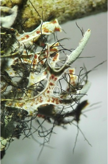 Leucodermia vulgaris from México 