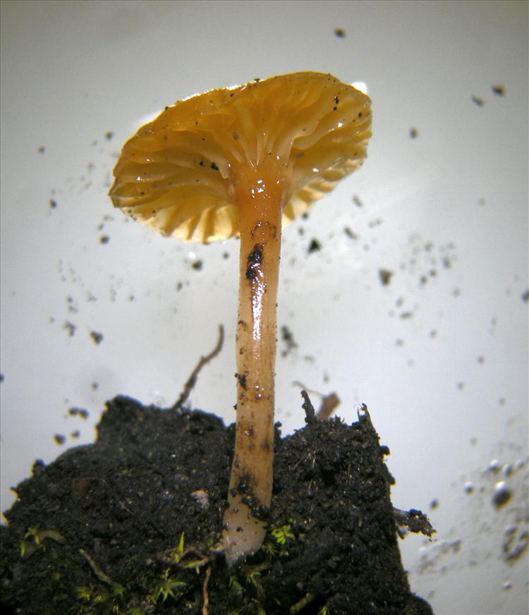 Lichenomphalia alpina from Colombia 