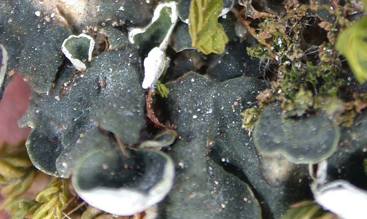 Lichenomphalia hudsoniana from China, Yunnan (ABL)