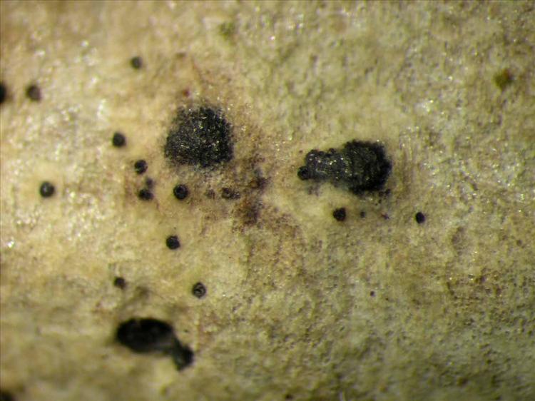 Lithothelium illotum from Singapore Habitus. leg. Sipman 45471. Image width = 4 mm.