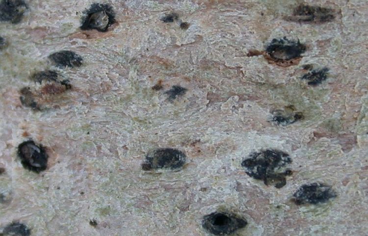 Lithothelium illotum from Taiwan (ABL)
