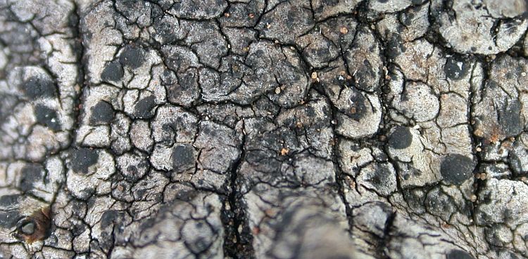 Lithothelium illotum from Ecuador, Galápagos 