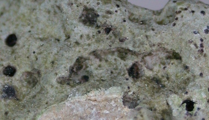 Lithothelium triseptatum from Taiwan (ABL)