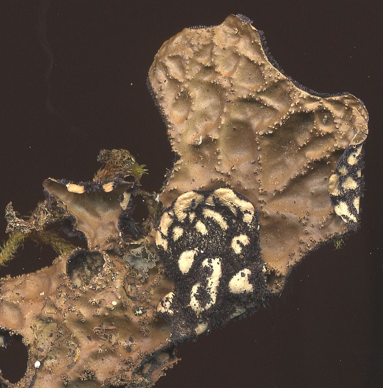 Lobaria isidiosa from Taiwan leg. Sparrius 6059