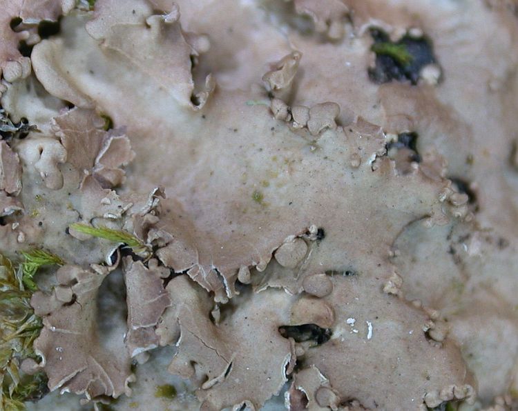 Lobaria crassior from Taiwan (ABL)