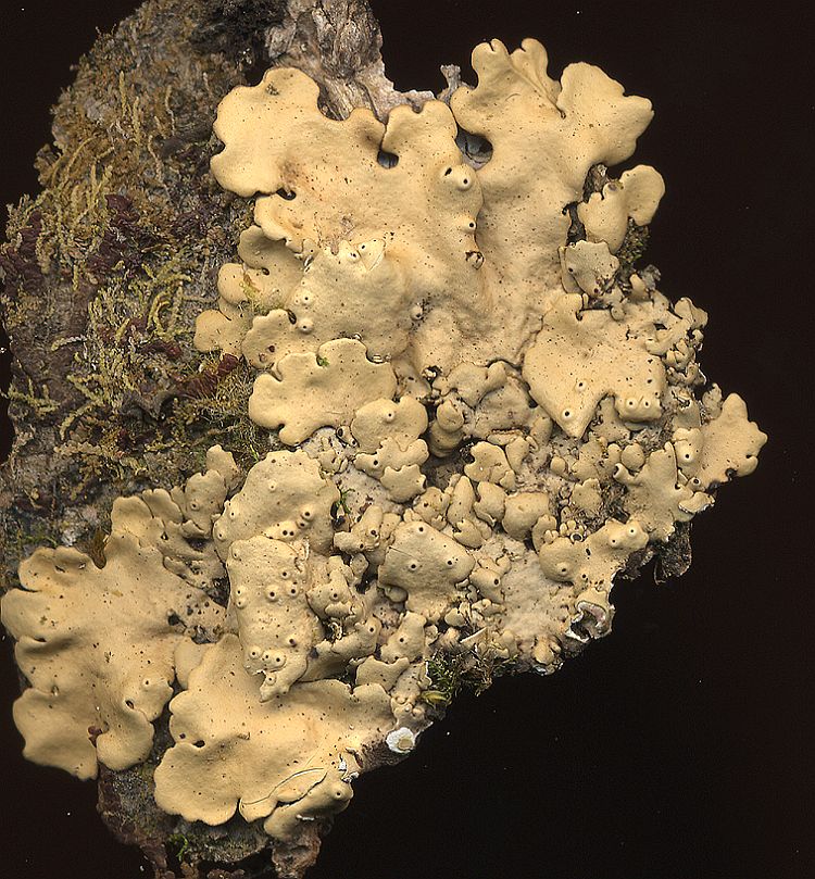 Lobaria discolor from Taiwan leg. Sparrius 6070