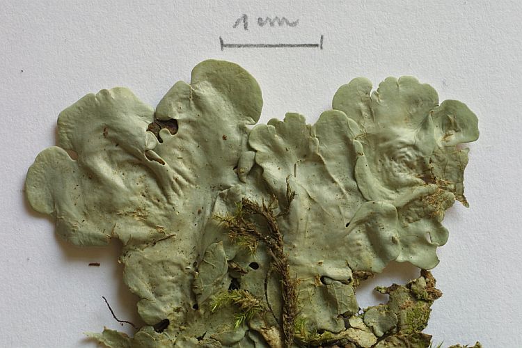 Lobaria discolor from Philippines 