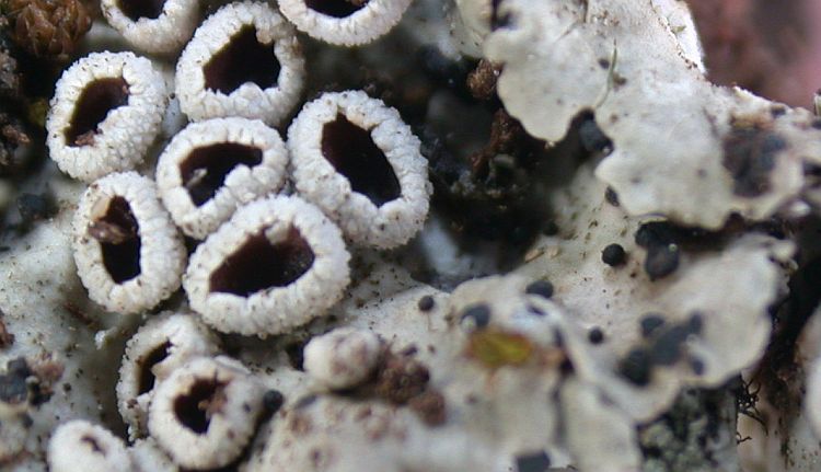 Lobaria fuscotomentosa from China, Yunnan (ABL)