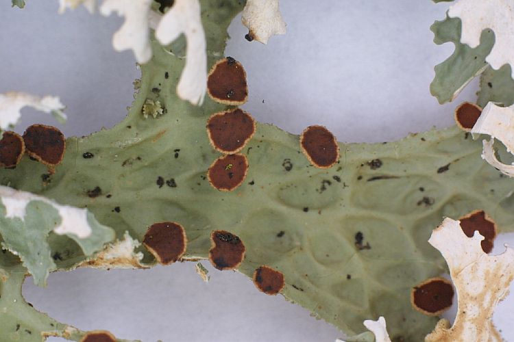 Lobaria immixta from Madeira 