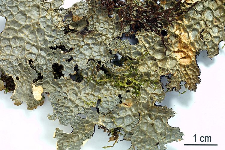 Lobaria isidiosa from Indonesia, Sumatra 