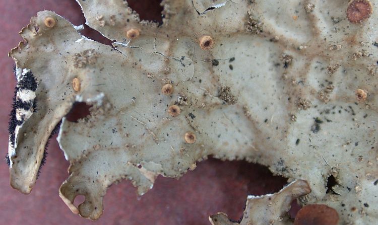 Lobaria isidiosa from Taiwan (ABL)