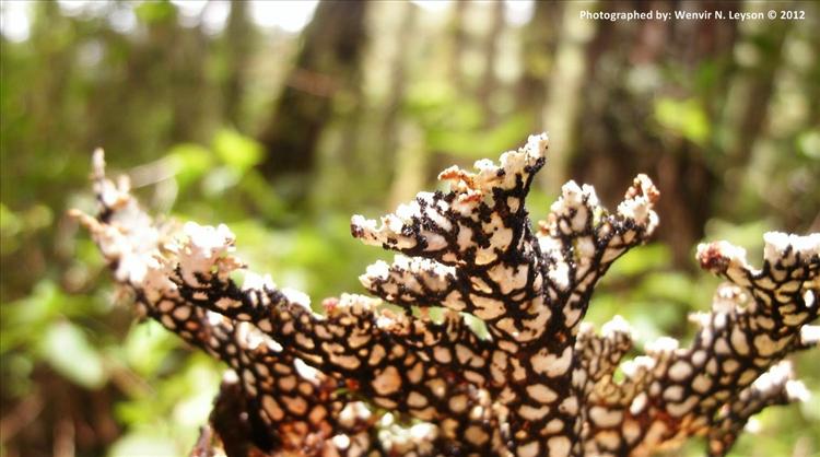 Lobaria isidiophora from Philippines, Mt. Data, Mountain Province This was identified by Dr. Paulina A. Bawingan. Collected by Wenvir Leyson