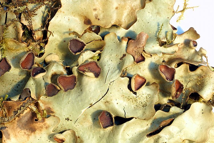 Lobaria neodiscolor from Philippines 