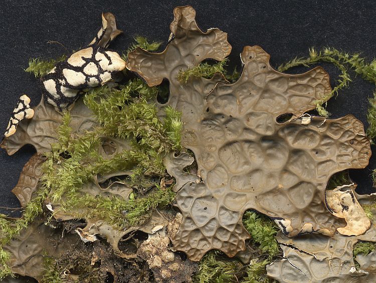 Lobaria pseudopulmonaria from Taiwan leg. Sparrius 5769