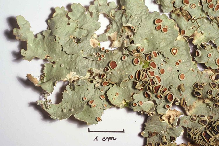 Lobaria quercizans from U.S.A. 