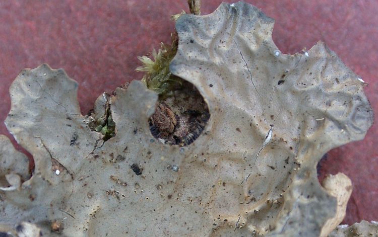 Lobaria retigera from Taiwan (ABL)