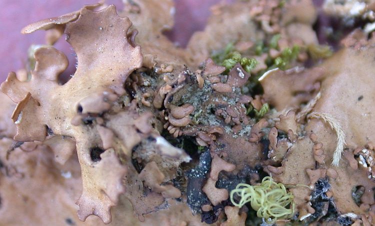 Lobaria spathulata from Taiwan (ABL)