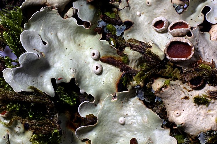 Lobaria sublaevis from Madeira 