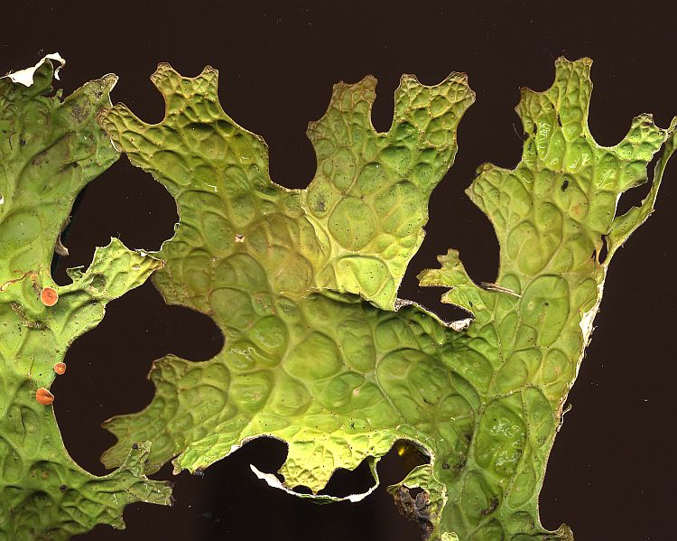 Lobaria yunnanensis from China, Yunnan leg. Sparrius 7820